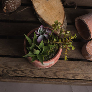 Terracotta Potted Succulent