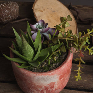 Terracotta Potted Succulent