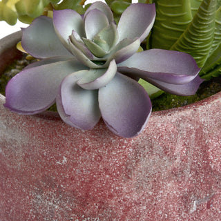 Terracotta Potted Succulent