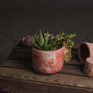 Terracotta Potted Succulent