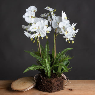 White Orchid and Fern Garden In Rootball