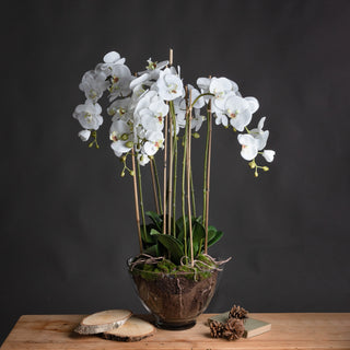 White Orchid In Glass Pot, Large