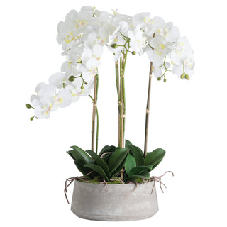 White Orchid In Stone Pot, Large