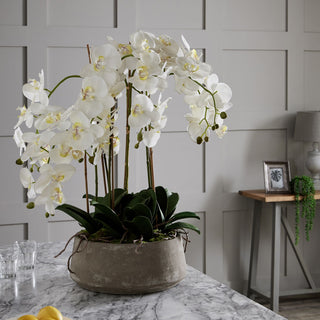 White Orchid In Stone Pot, Large